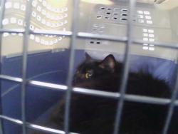 Shelter Stray Female Cat last seen CHARLOTTE, 8315 Byrum Dr, Charlotte, NC 28217, USA