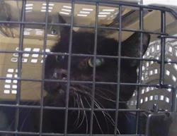 Shelter Stray Male Cat last seen CHARLOTTE, 8315 Byrum Dr, Charlotte, NC 28217, USA