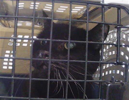 Shelter Stray Male Cat last seen CHARLOTTE, 8315 Byrum Dr, Charlotte, NC 28217, USA
