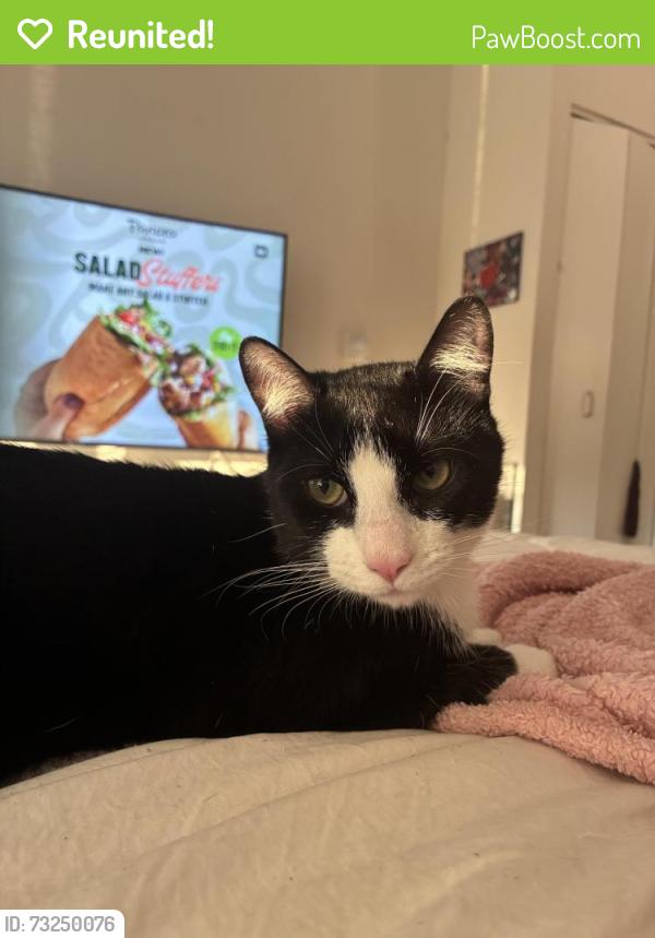 Reunited Male Cat last seen Bronx ave, The Bronx, NY 10470