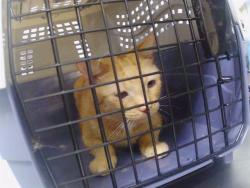 Shelter Stray Male Cat last seen CHARLOTTE, 8315 Byrum Dr, Charlotte, NC 28217, USA
