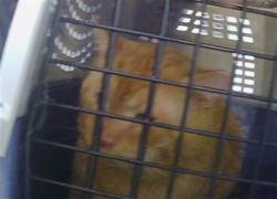 Shelter Stray Male Cat last seen CHARLOTTE, 8315 Byrum Dr, Charlotte, NC 28217, USA