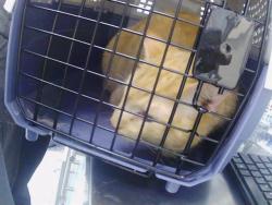 Shelter Stray Male Cat last seen CHARLOTTE, 8315 Byrum Dr, Charlotte, NC 28217, USA