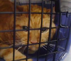 Shelter Stray Female Cat last seen CHARLOTTE, 8315 Byrum Dr, Charlotte, NC 28217, USA