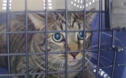 Shelter Stray Male Cat last seen CHARLOTTE, 8315 Byrum Dr, Charlotte, NC 28217, USA
