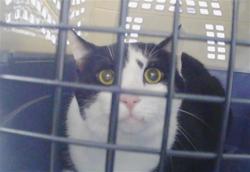 Shelter Stray Male Cat last seen CHARLOTTE, 8315 Byrum Dr, Charlotte, NC 28217, USA