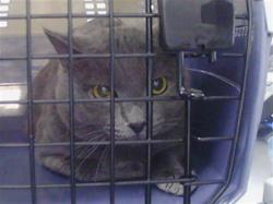 Shelter Stray Male Cat last seen CHARLOTTE, 8315 Byrum Dr, Charlotte, NC 28217, USA