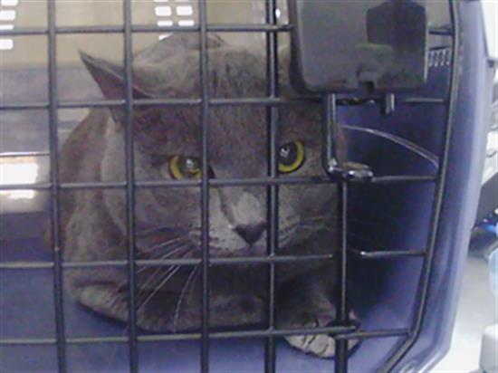 Shelter Stray Male Cat last seen CHARLOTTE, 8315 Byrum Dr, Charlotte, NC 28217, USA