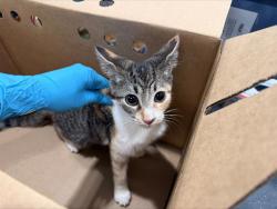 Shelter Stray Female Cat last seen CHARLOTTE, 8315 Byrum Dr, Charlotte, NC 28217, USA