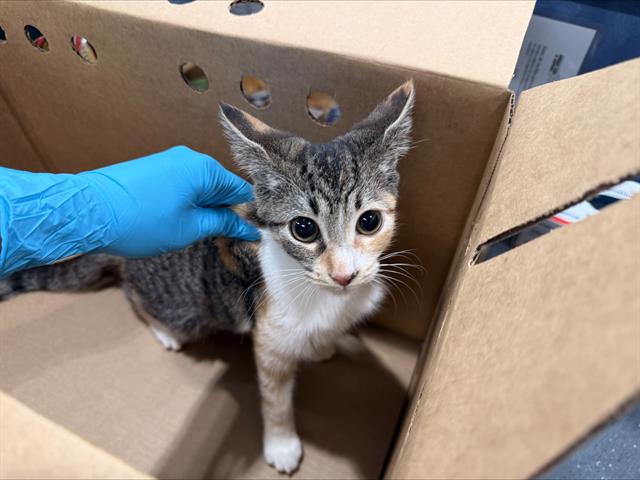 Shelter Stray Female Cat last seen CHARLOTTE, 8315 Byrum Dr, Charlotte, NC 28217, USA