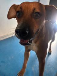 Shelter Stray Male Dog last seen Near BLK LOTUS LN, BAKERSFIELD, CA, 201 S Mt Vernon Ave, Bakersfield, CA 93307, USA