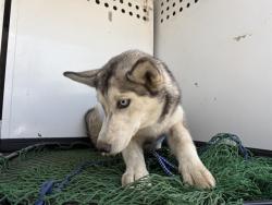 Shelter Stray Female Dog last seen Near BLK 28TH ST, BAKERSFIELD, CA, 201 S Mt Vernon Ave, Bakersfield, CA 93307, USA