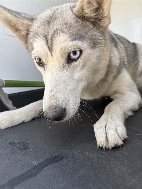 Shelter Stray Female Dog last seen Near BLK 28TH ST, BAKERSFIELD, CA, 201 S Mt Vernon Ave, Bakersfield, CA 93307, USA