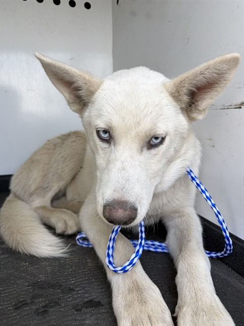 Shelter Stray Female Dog last seen Near BLK 28TH ST, BAKERSFIELD, CA, 201 S Mt Vernon Ave, Bakersfield, CA 93307, USA