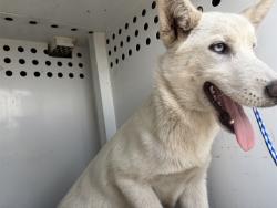 Shelter Stray Female Dog last seen Near BLK 28TH ST, BAKERSFIELD, CA, 201 S Mt Vernon Ave, Bakersfield, CA 93307, USA