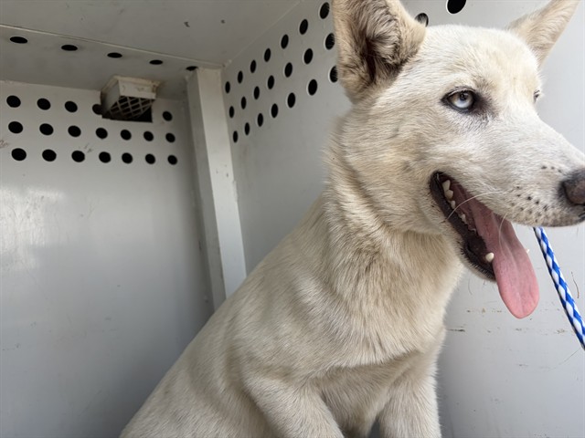 Shelter Stray Female Dog last seen Near BLK 28TH ST, BAKERSFIELD, CA, 201 S Mt Vernon Ave, Bakersfield, CA 93307, USA