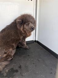 Shelter Stray Female Dog last seen Near BLK HOMMAKER PL, BAKERSFIELD, CA, 201 S Mt Vernon Ave, Bakersfield, CA 93307, USA