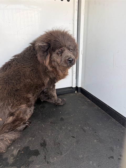 Shelter Stray Female Dog last seen Near BLK HOMMAKER PL, BAKERSFIELD, CA, 201 S Mt Vernon Ave, Bakersfield, CA 93307, USA