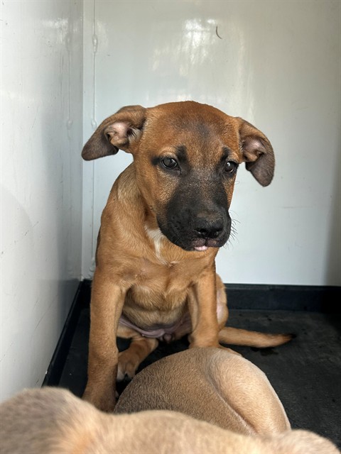 Shelter Stray Female Dog last seen Near BLK BERNARD ST, BAKERSFIELD, 201 S Mt Vernon Ave, Bakersfield, CA 93307, USA