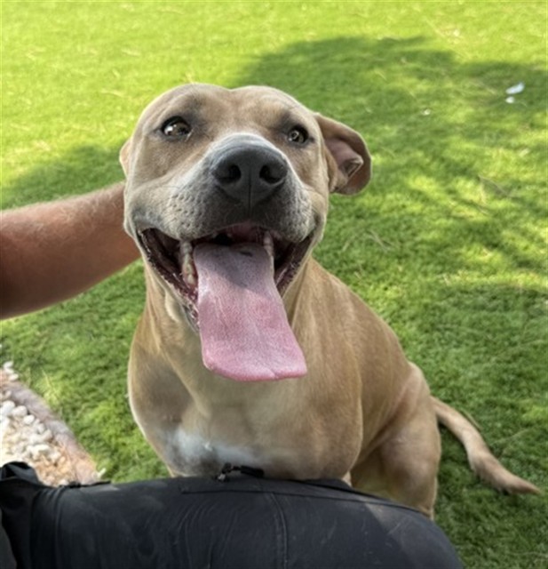 Shelter Stray Female Dog last seen MERIDIAN ST X JANES WAY, 333 Chandler Pl, San Bernardino, CA 92408, USA