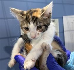 Shelter Stray Female Cat last seen OLIVE & LA CADENA, 333 Chandler Pl, San Bernardino, CA 92408, USA