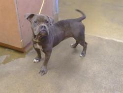 Shelter Stray Female Dog last seen CHULA VISTA/ MARIPOSA 95610, 3839 Bradshaw Rd, Sacramento, CA 95827, USA
