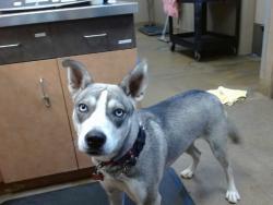 Shelter Stray Female Dog last seen DELTA AVE/3RD ST, 95641, 3839 Bradshaw Rd, Sacramento, CA 95827, USA