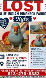 Lost Female Bird last seen Causeway blvd, maydel and hwy60, Tampa, FL 33619