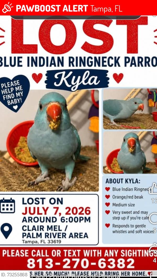 Lost Female Bird last seen Causeway blvd, maydel and hwy60, Tampa, FL 33619