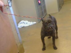 Shelter Stray Female Dog last seen WESTMINSTER CT/FAIR OAKS BLVD, 95608, 3839 Bradshaw Rd, Sacramento, CA 95827, USA