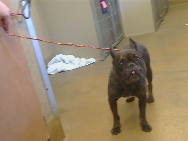Shelter Stray Female Dog last seen WESTMINSTER CT/FAIR OAKS BLVD, 95608, 3839 Bradshaw Rd, Sacramento, CA 95827, USA