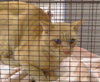 Shelter Stray Unknown Cat last seen CRESTRIDGE RD/MONTCURVE BLVD, 95628, 3839 Bradshaw Rd, Sacramento, CA 95827, USA
