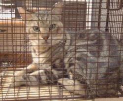 Shelter Stray Unknown Cat last seen CRESTRIDGE RD/MONTCURVE BLVD, 95628, 3839 Bradshaw Rd, Sacramento, CA 95827, USA