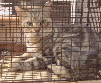 Shelter Stray Unknown Cat last seen CRESTRIDGE RD/MONTCURVE BLVD, 95628, 3839 Bradshaw Rd, Sacramento, CA 95827, USA