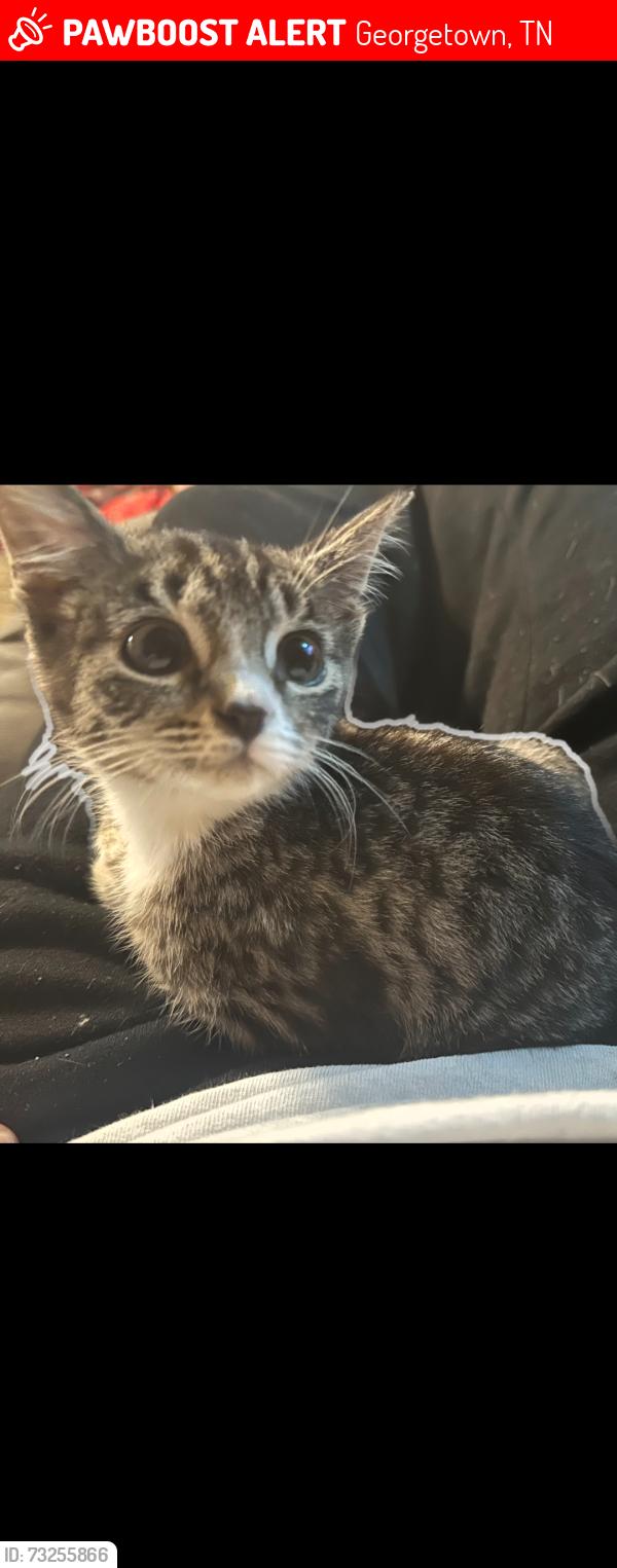 Lost Female Cat last seen Eads bluff, Georgetown, TN 37336