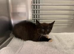 Shelter Stray Male Cat last seen , 1601 Eubanks Rd, Chapel Hill, NC 27516, USA