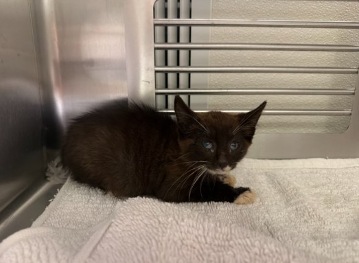 Shelter Stray Male Cat last seen , 1601 Eubanks Rd, Chapel Hill, NC 27516, USA