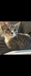 Lost Female Cat last seen Eads bluff, Georgetown, TN 37336