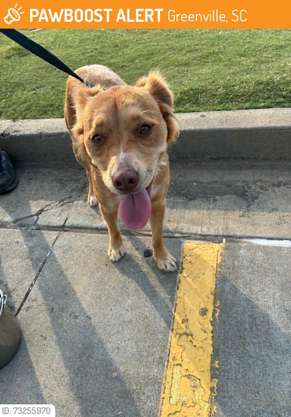 Found/Stray Female Dog last seen Hwy 123, Greenville, SC 29605
