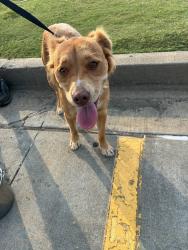 Found/Stray Female Dog last seen Hwy 123, Greenville, SC 29605