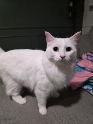 Reunited Female Cat last seen Near 20st nw, Edmonton, AB 