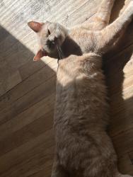 Lost Male Cat last seen Indian Village apmts, Lincoln Park, MI 48146