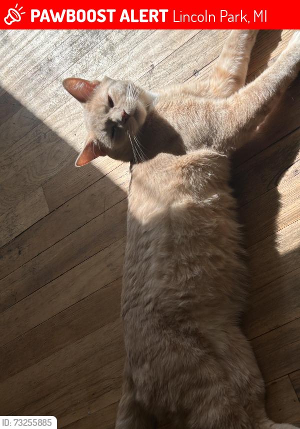 Lost Male Cat last seen Indian Village apmts, Lincoln Park, MI 48146