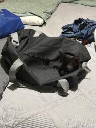 Reunited Male Cat last seen Williamsburg Ct. S. & Hervey LC, League City, TX 77573