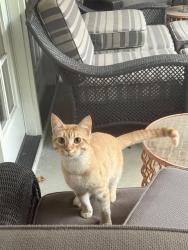 Found/Stray Male Cat last seen Shadow Mist Dr. & Shadow Ridge Cir., Simpsonville, SC 29681