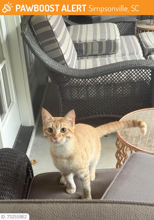 Found/Stray Male Cat last seen Shadow Mist Dr. & Shadow Ridge Cir., Simpsonville, SC 29681