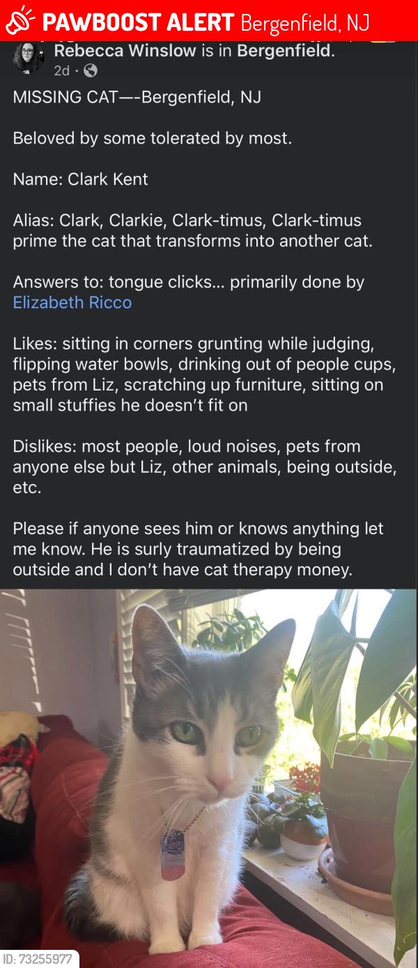 Lost Male Cat last seen Bergenfield NJ, Bergenfield, NJ 07621