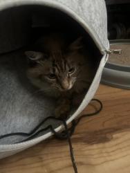 Reunited Male Cat last seen Westchester Drive, Cliffton Park NY, Clifton Park, NY 12065