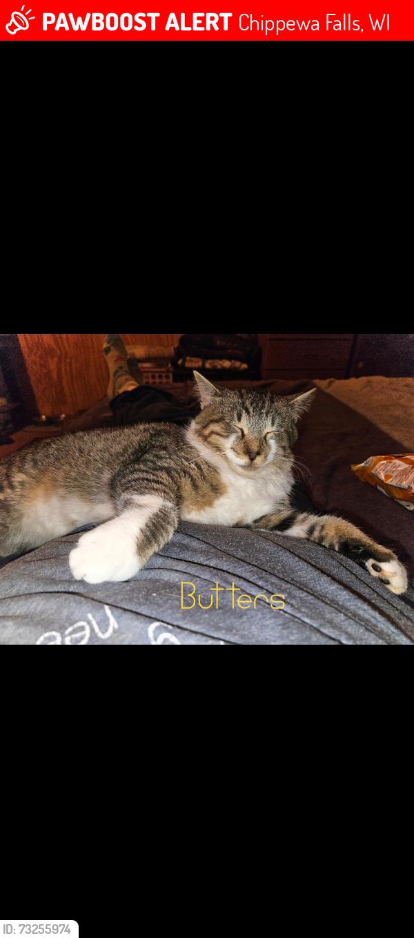 Lost Male Cat last seen Bushel and a Peck Orchard, Connells Orchard, Family Heritage Orchard., Chippewa Falls, WI 54729