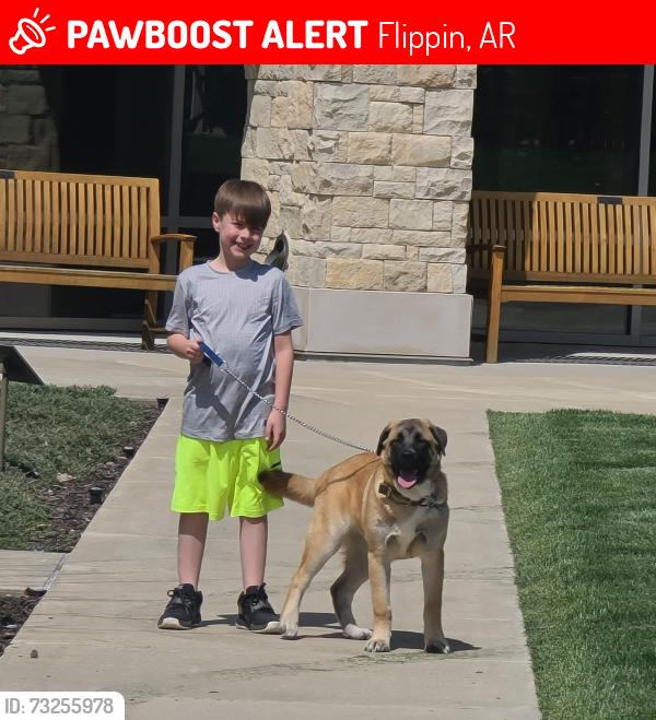 Lost Male Dog last seen Near mallard lane flippin ar 72634, Flippin, AR 72634